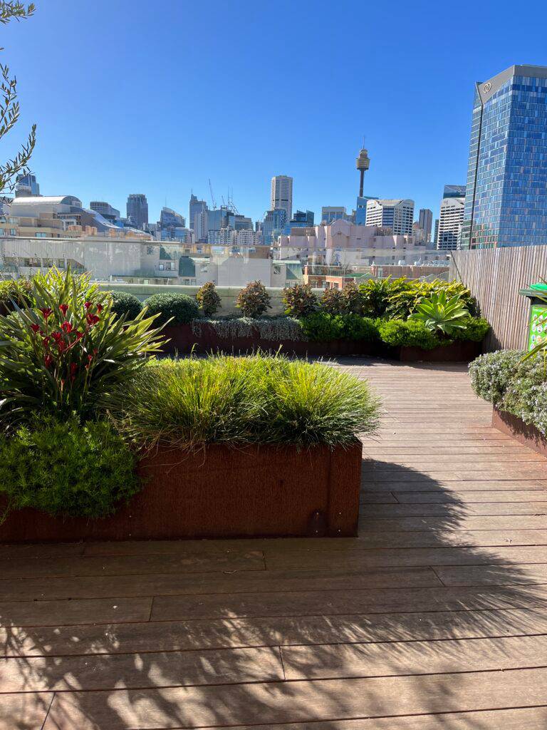 Bamboo Decking at The Pyrmont