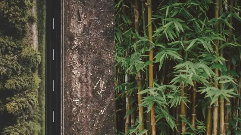 Bamboo Is Earth's Best Building Material