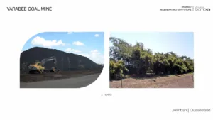 Bamboo for Regenerating Mining Sites