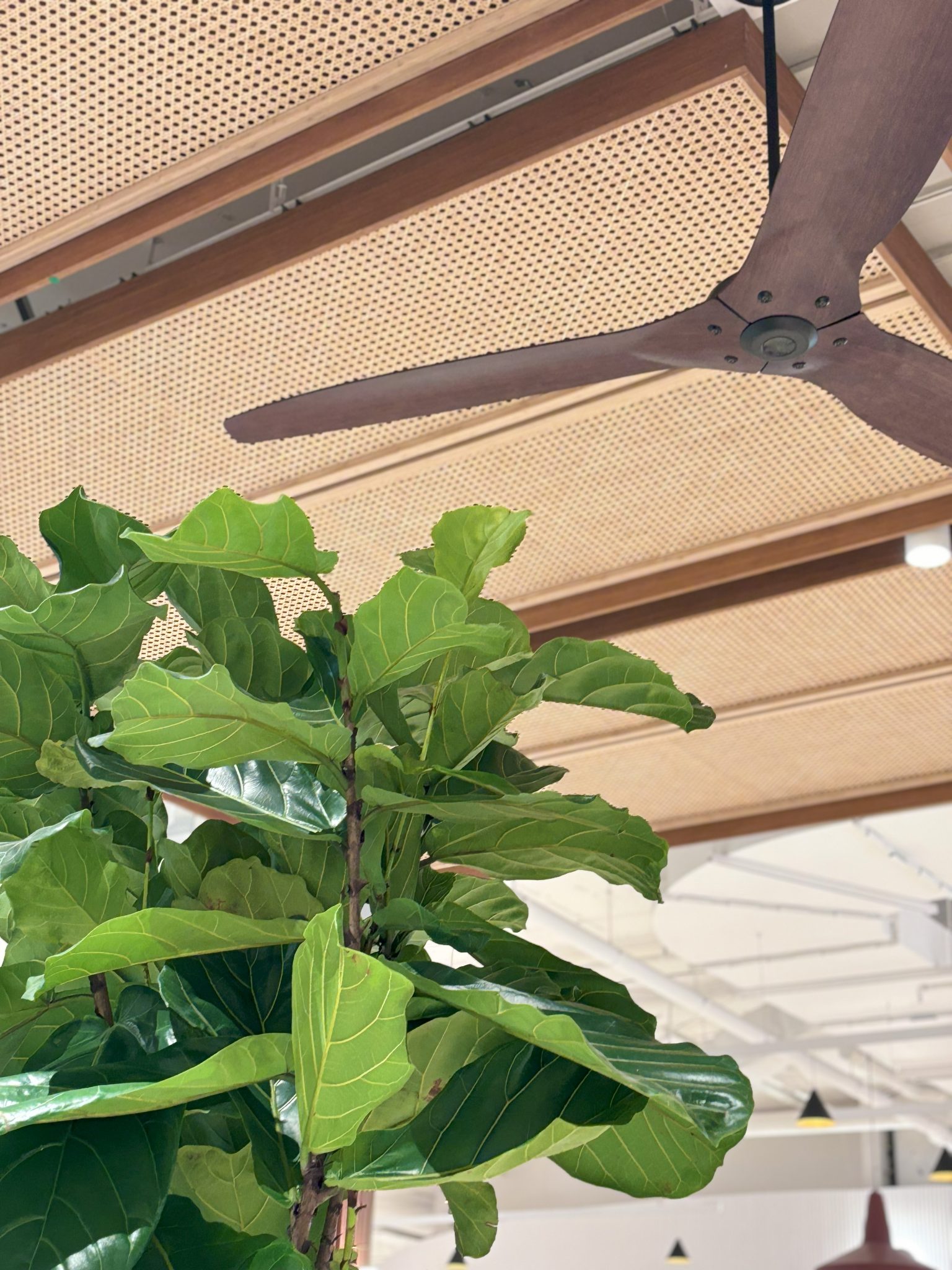 Ceilings at Chatswood Chase