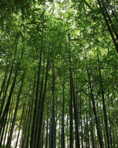 Moisture Retention and Microclimate Improvement