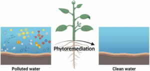 Phytoremediation of Heavy Metals and Contaminants